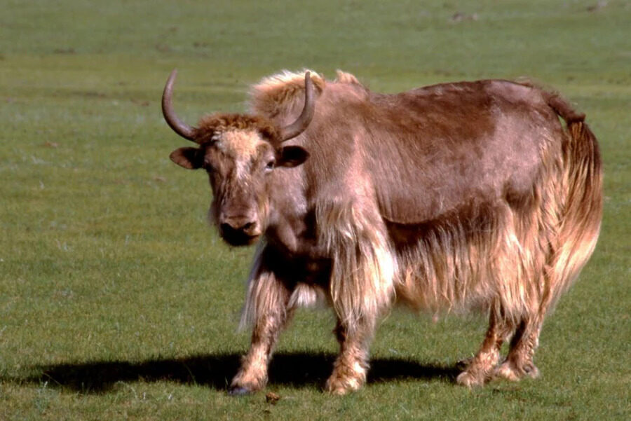 布団　天然素材