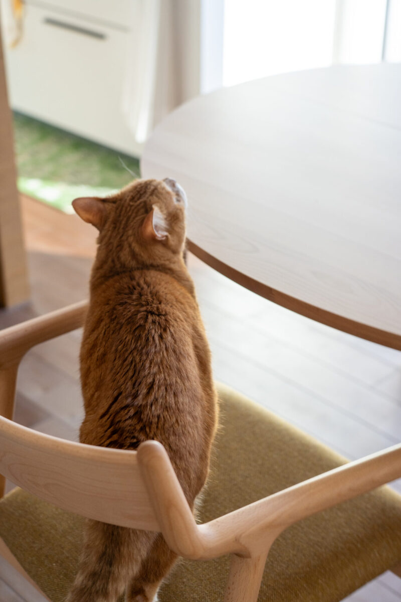 猫と暮らすダイニング 無垢材テーブルと木製チェア