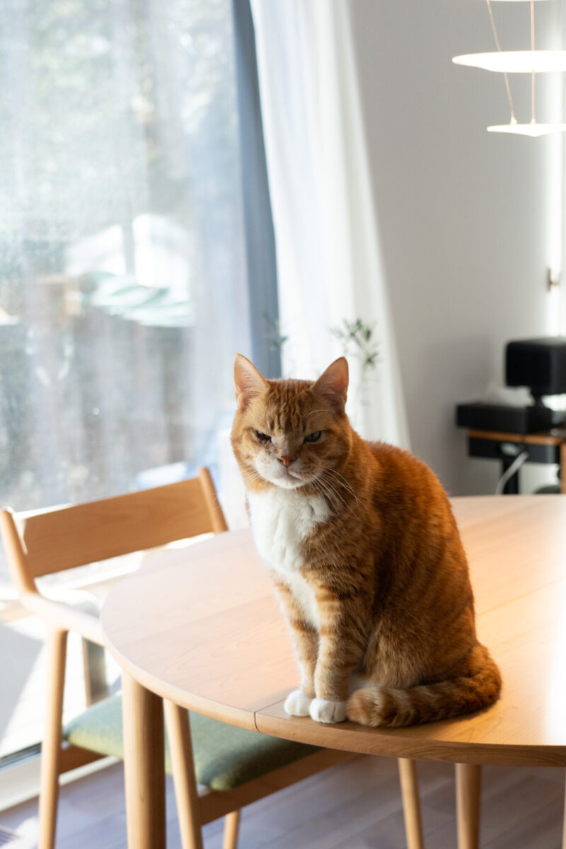 家族それぞれのカラーを選んだ ペペチェア ダイニングコーディネート